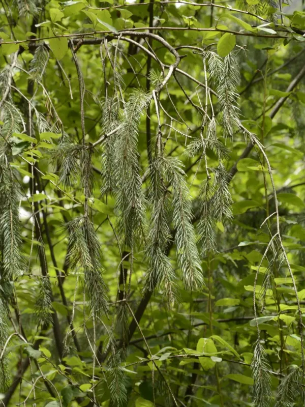 Morinda spruce