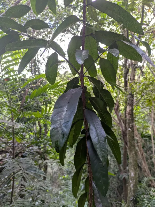 Bay rum tree