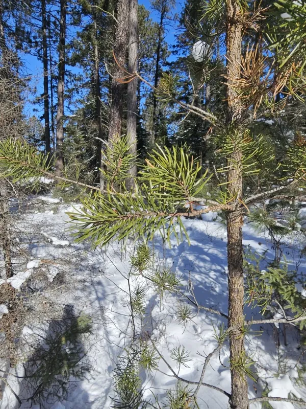 Jack pine