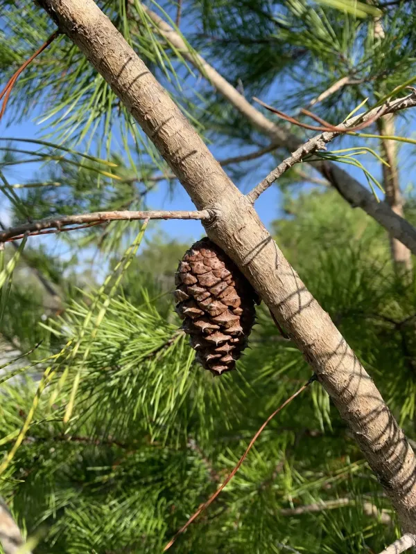 Sand pine