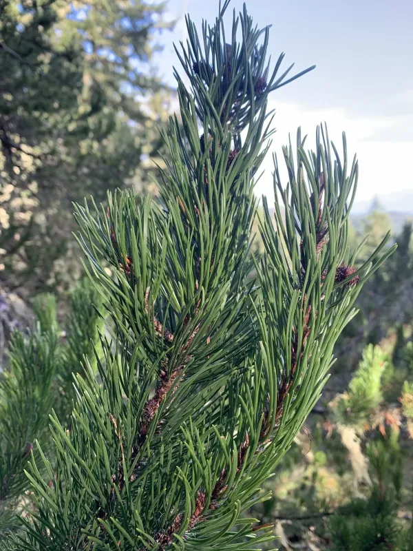 Lodgepole pine