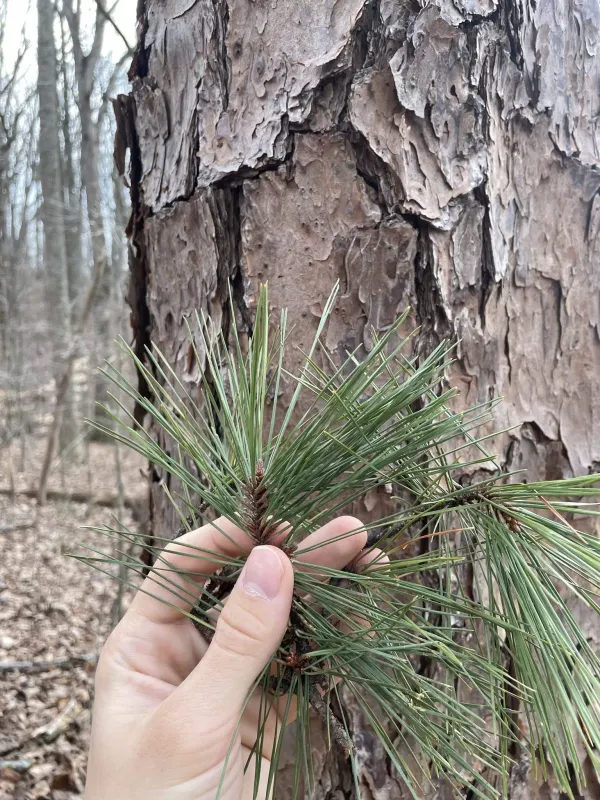 Shortleaf pine