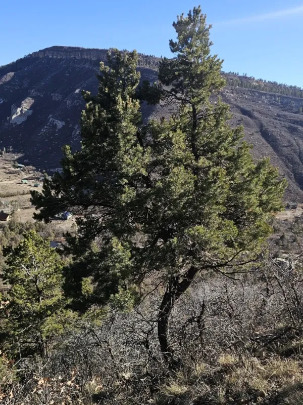 Colorado pinyon