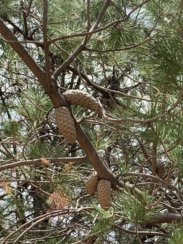 Gregg's pine