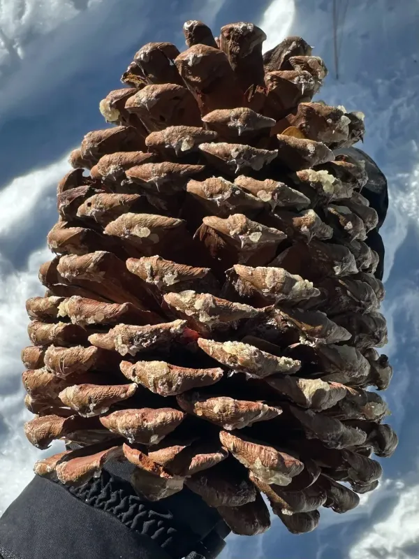 Jeffrey pine