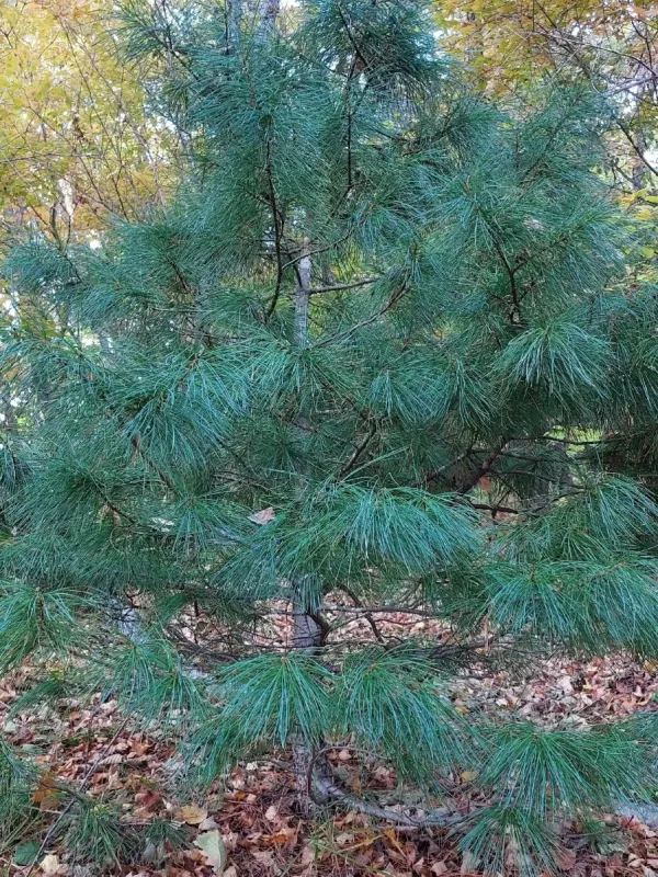 Korean pine