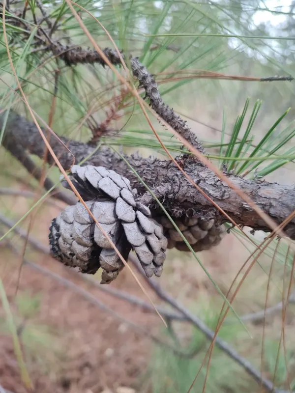 Egg-cone pine