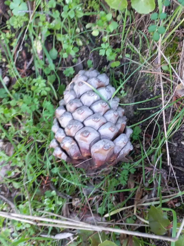 Stone pine