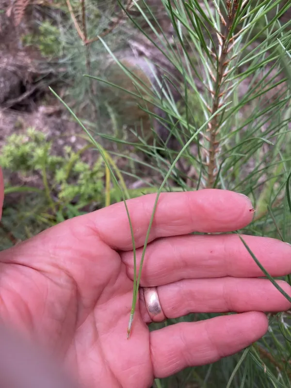 Maritime pine