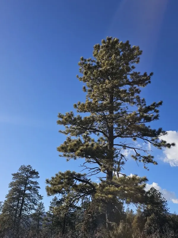 Ponderosa pine