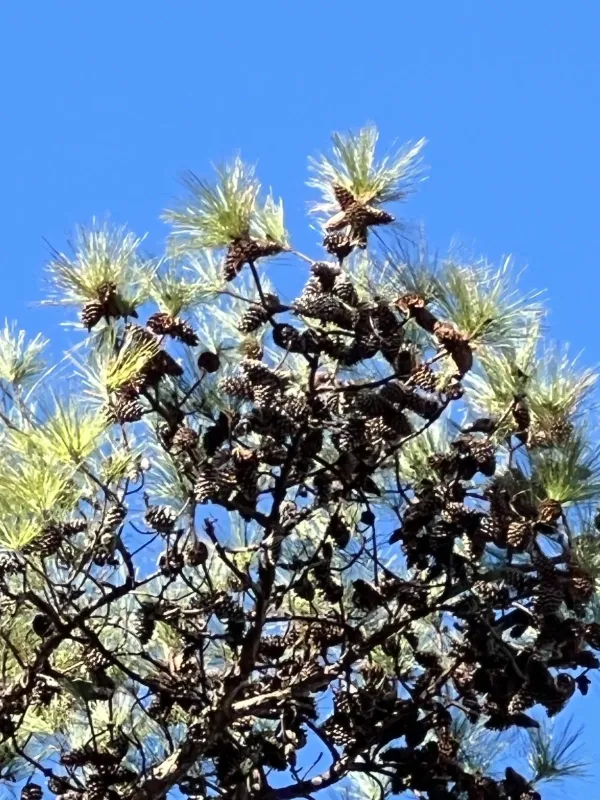 Loblolly pine