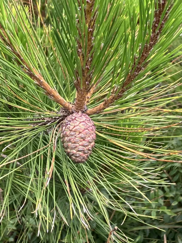 Taiwan red pine