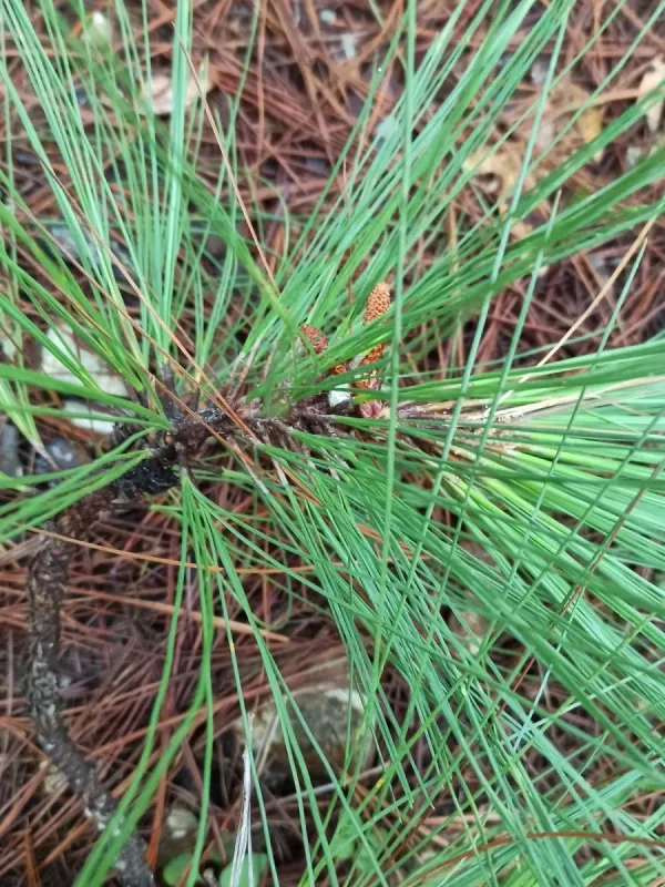 Pinus tecunumanii
