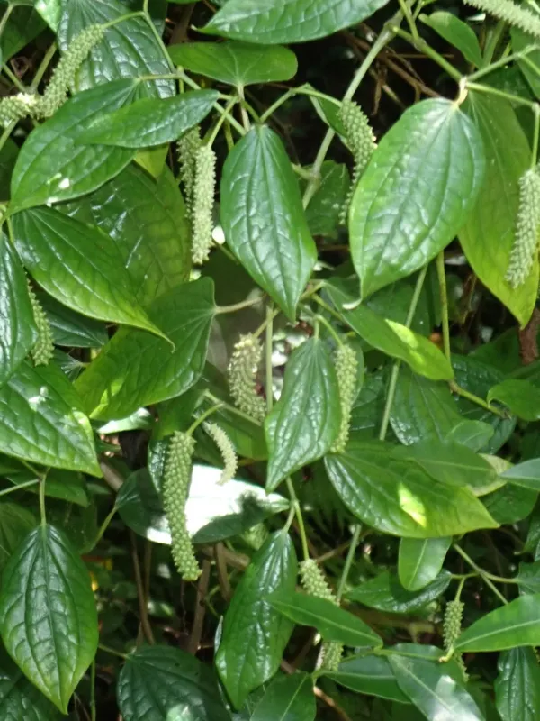 Cape pepper