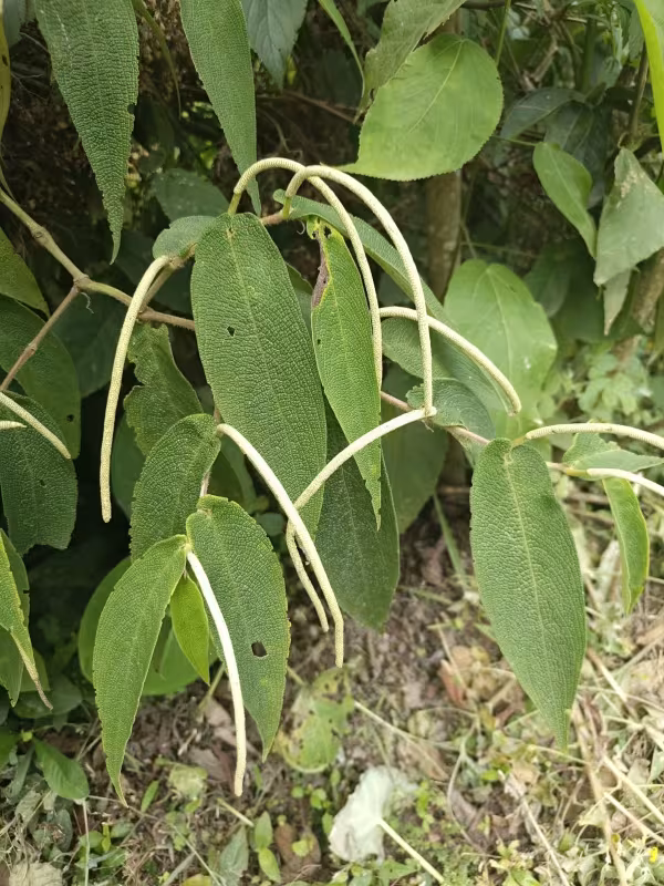 Piper aduncum