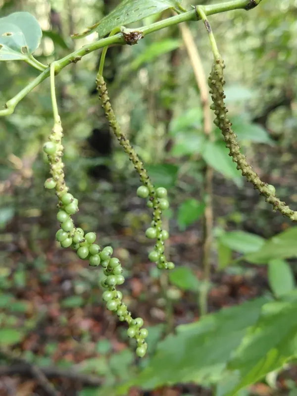Black pepper