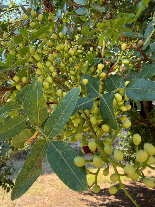 Mount Atlas mastic tree