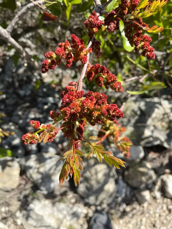 Turpentine tree