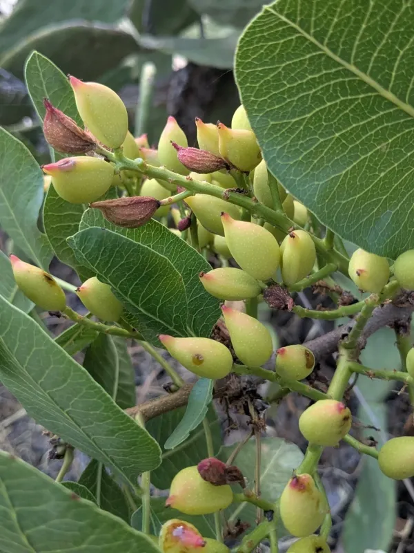 Pistacia vera
