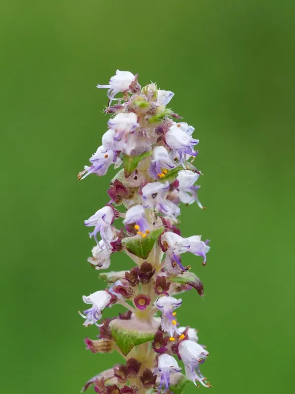 Platostoma palustre