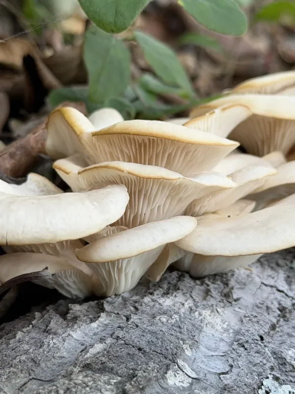 Florida oyster mushroom