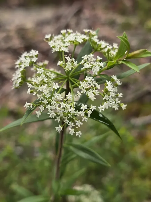 Platysace lanceolata
