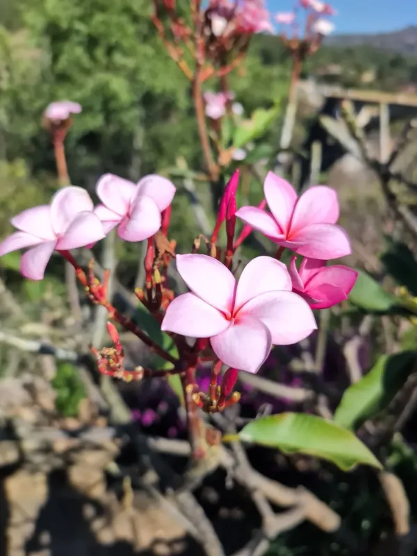 Плюмерия красная