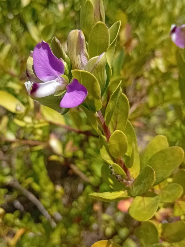 Sweet Pea Shrub