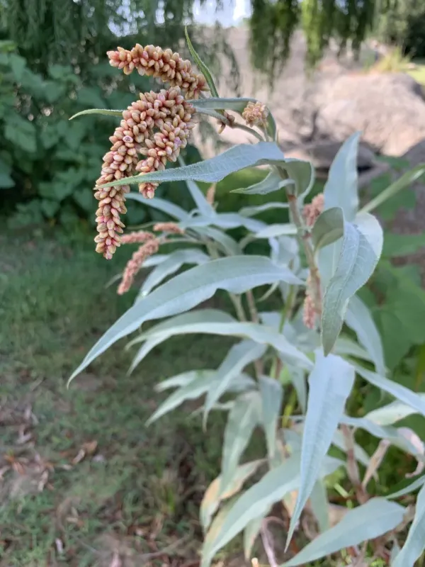 Гірчак сенегальський