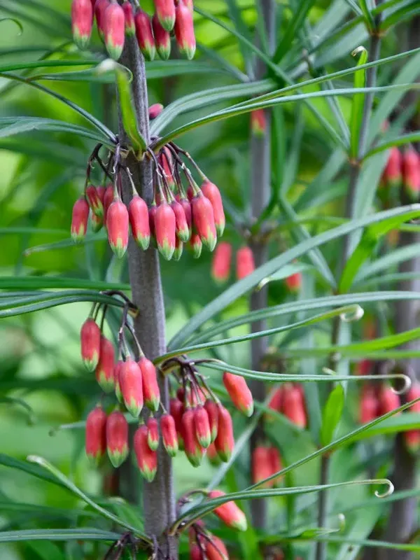 King's Solomon's seal
