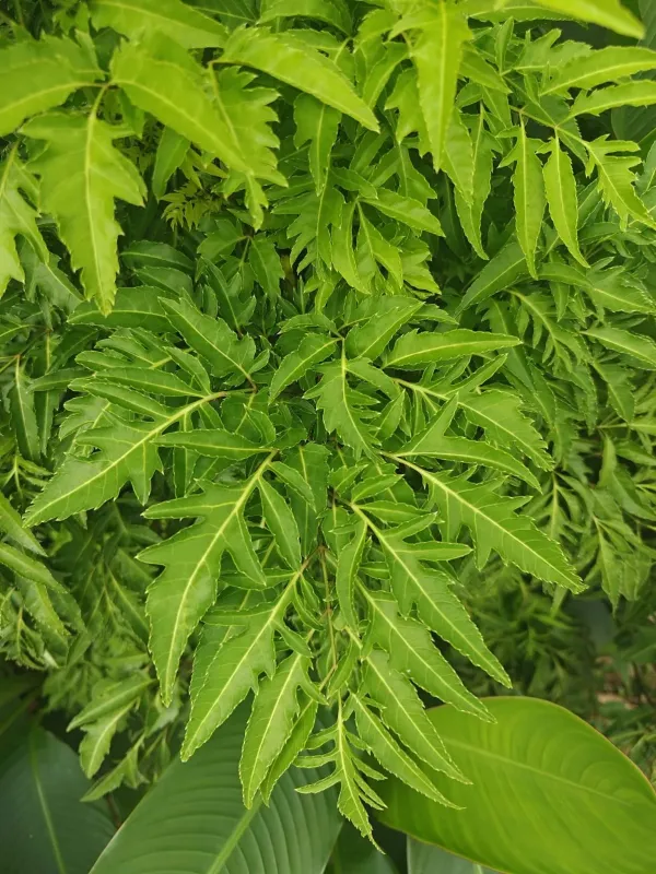 Ming aralia
