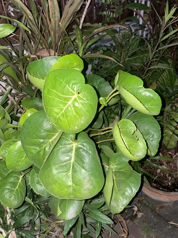 Polyscias scutellaria