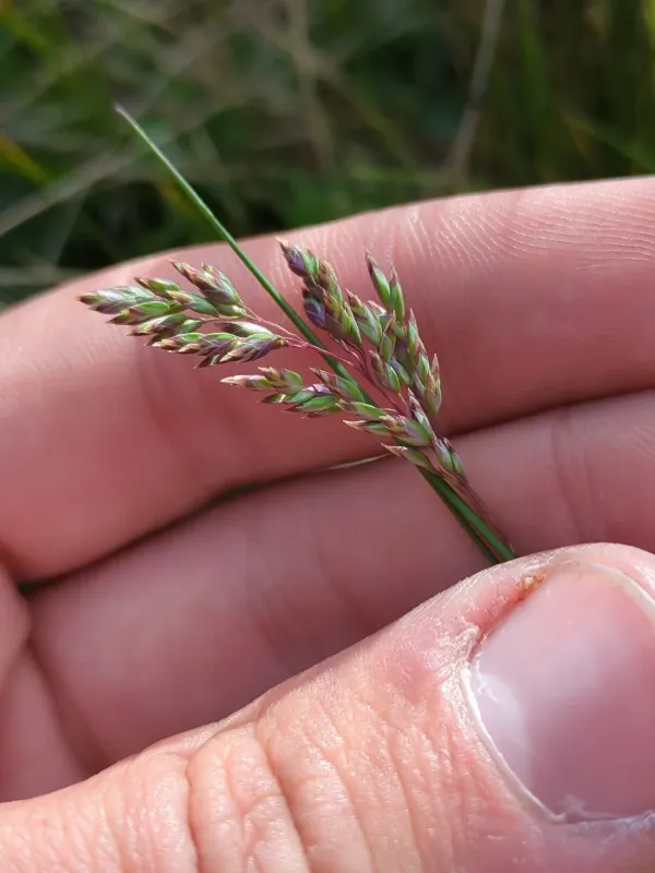 Alpine meadow-grass