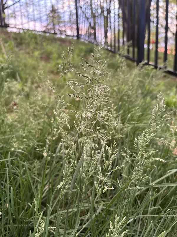 Kentucky bluegrass