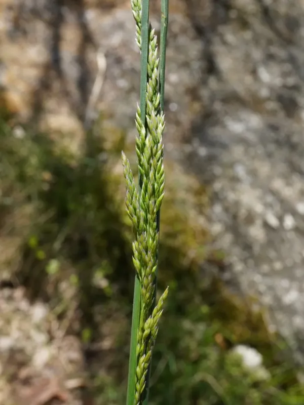 Narrow-leaved meadow-grass