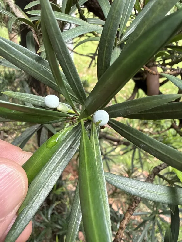 Podocarpus macrophyllus