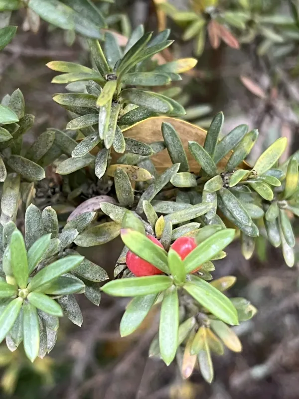 Alpine totara