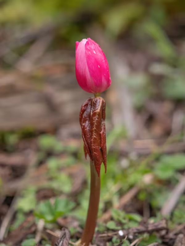 Himalayan Mayapple