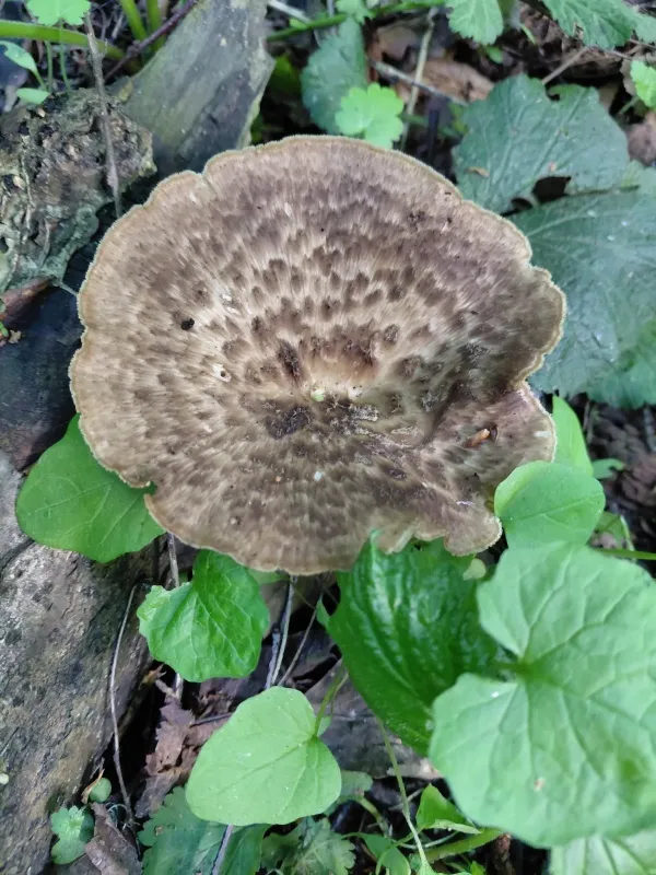 Polyporus tuberaster