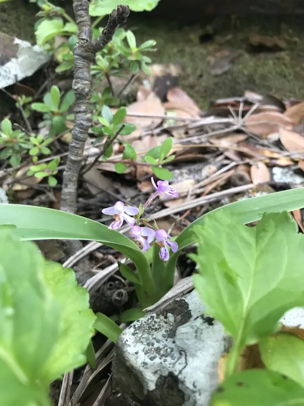 Ponerorchis graminifolia