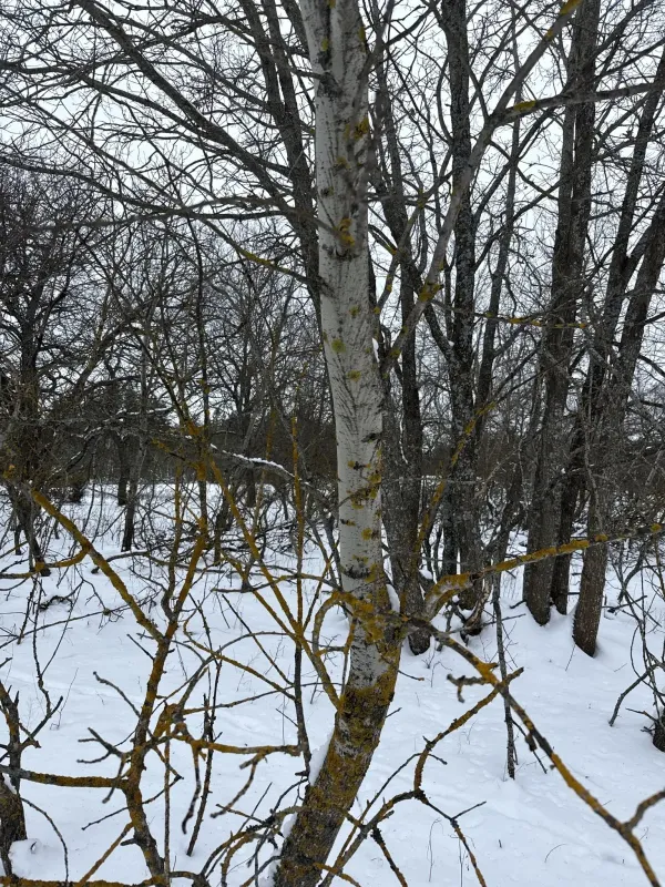 Grey poplar