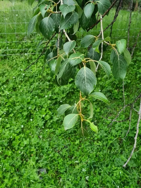 Simon's poplar