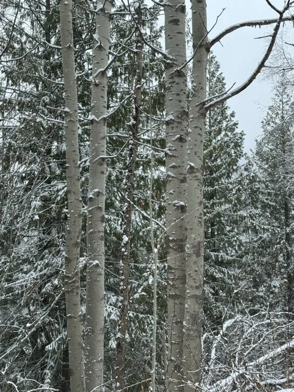 Quaking aspen