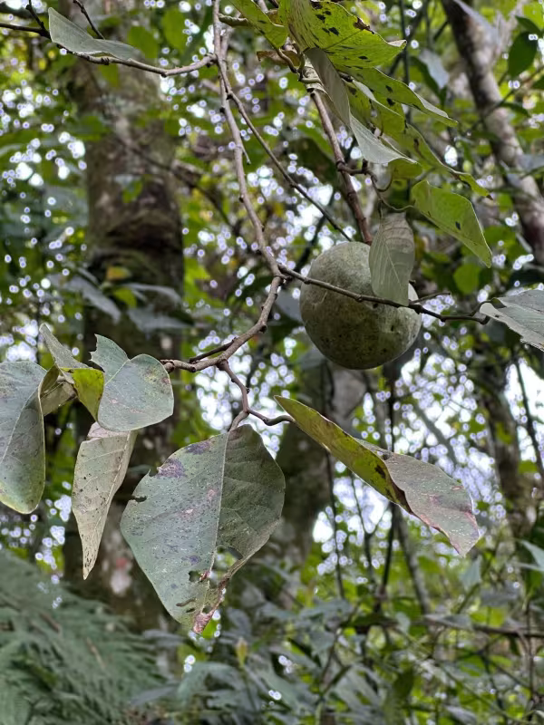 Cherimoya