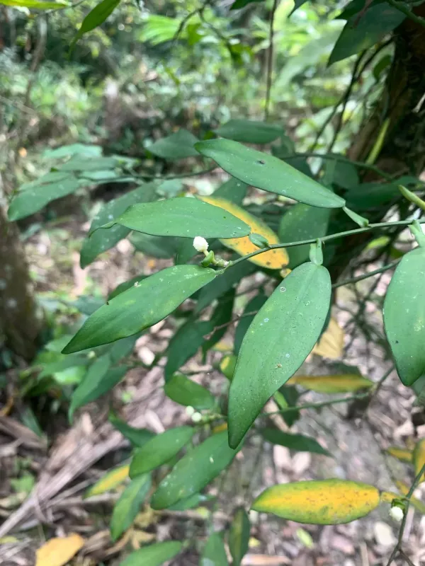 Pothos