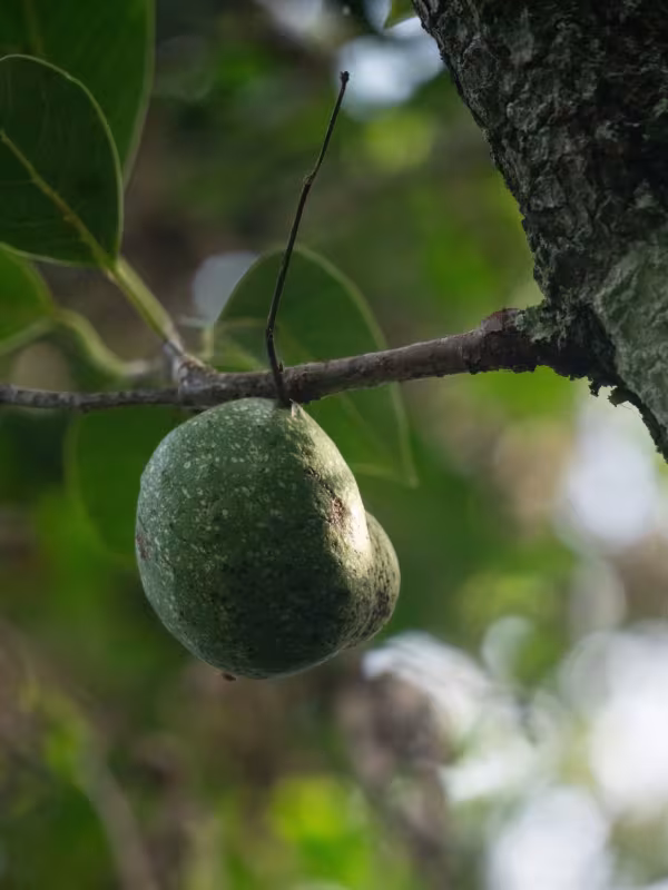Pond apple