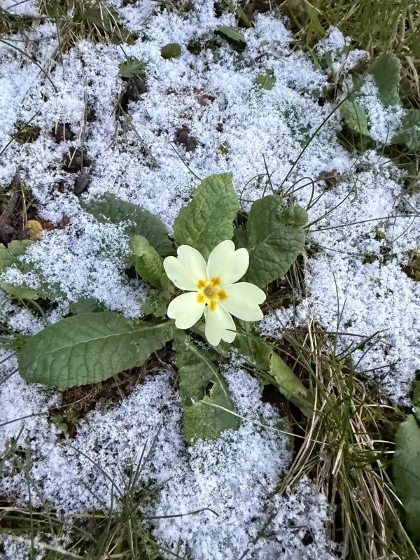 Primrose