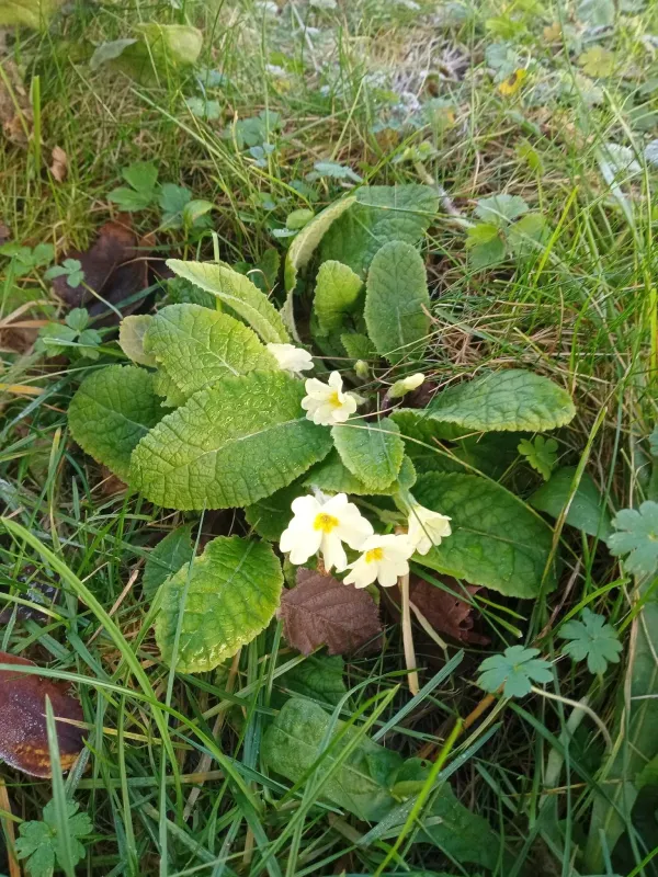 Polyanthus primrose