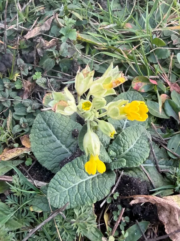 Cowslip