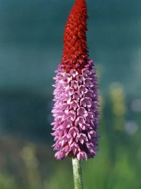 Primula vialii